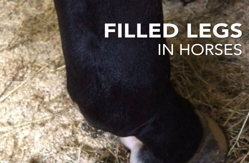 Filled legs in horses - Equine Science Matters™